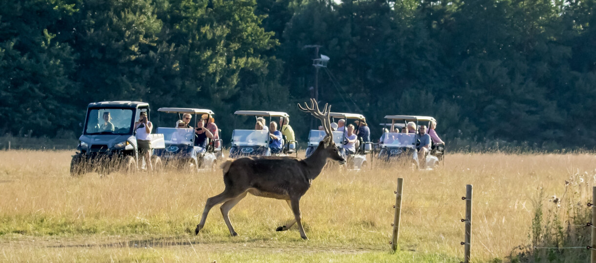 Watatunga White Lipped Deer Photo Credit Phil Stone